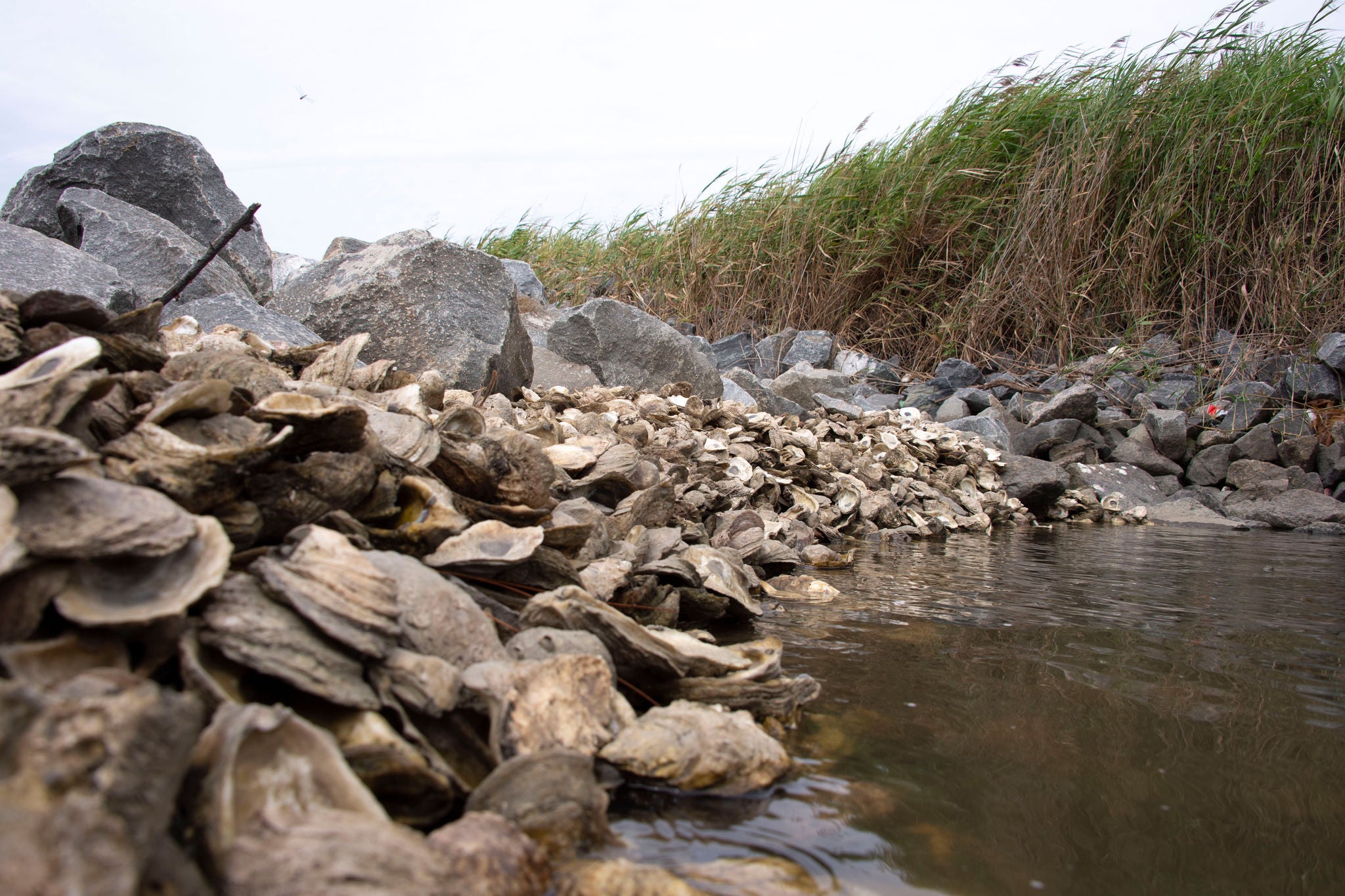 Living Shoreline restoration project at Lamberts Point